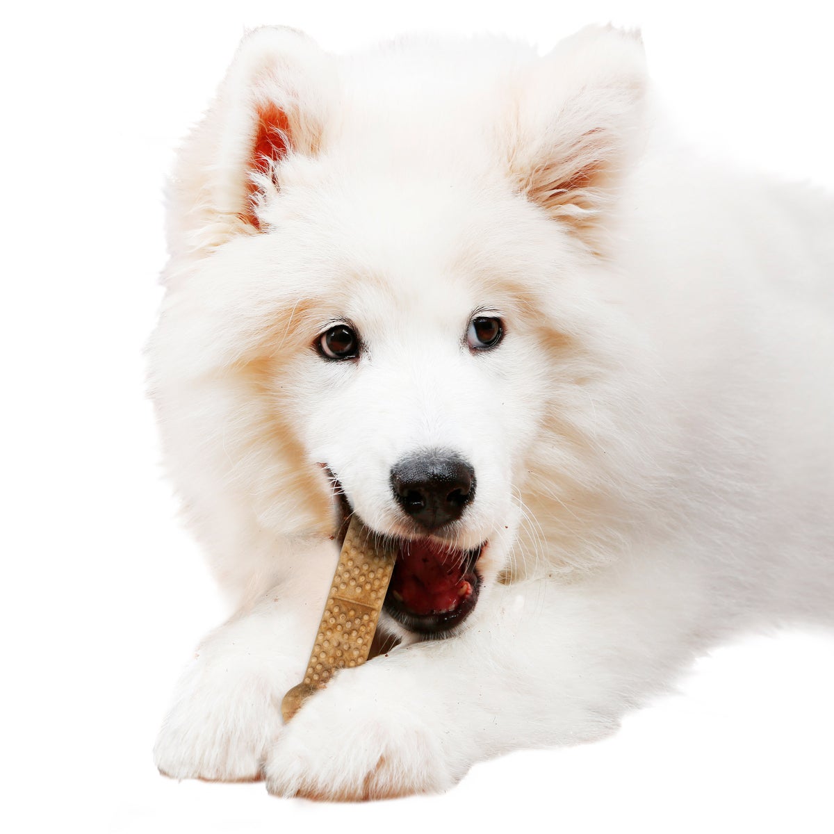 Made in USA Nylabone NUBZ chew bags