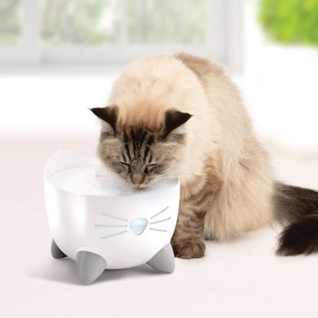Catit Pixi Fountain Combo Kit in white with raised feeding dish