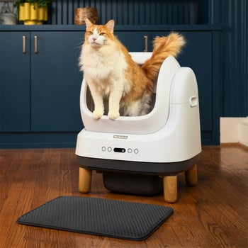 PetSafe ScoopFree OpenSky self-cleaning litter box starter bundle