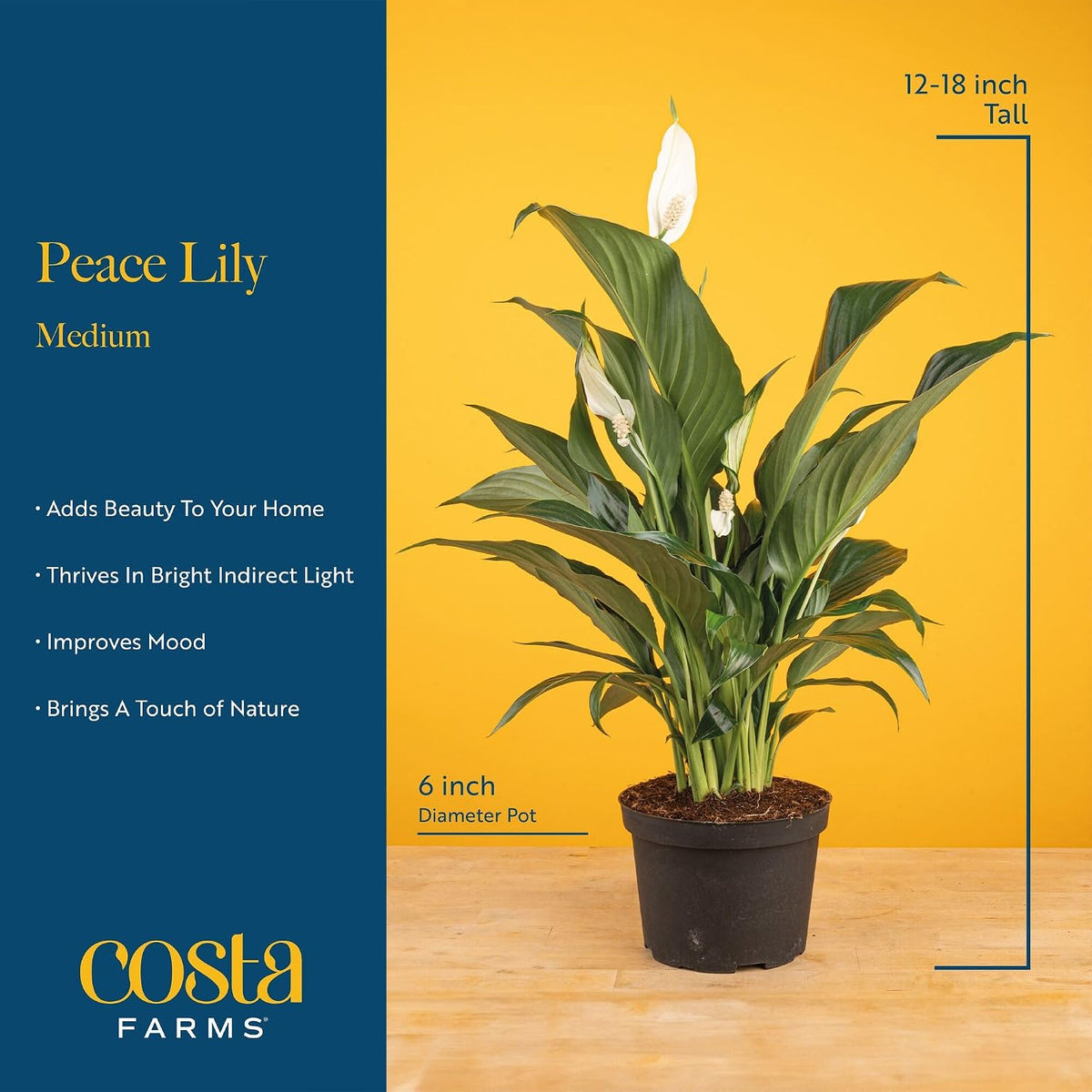 Costa Farms live flowering houseplant in pot