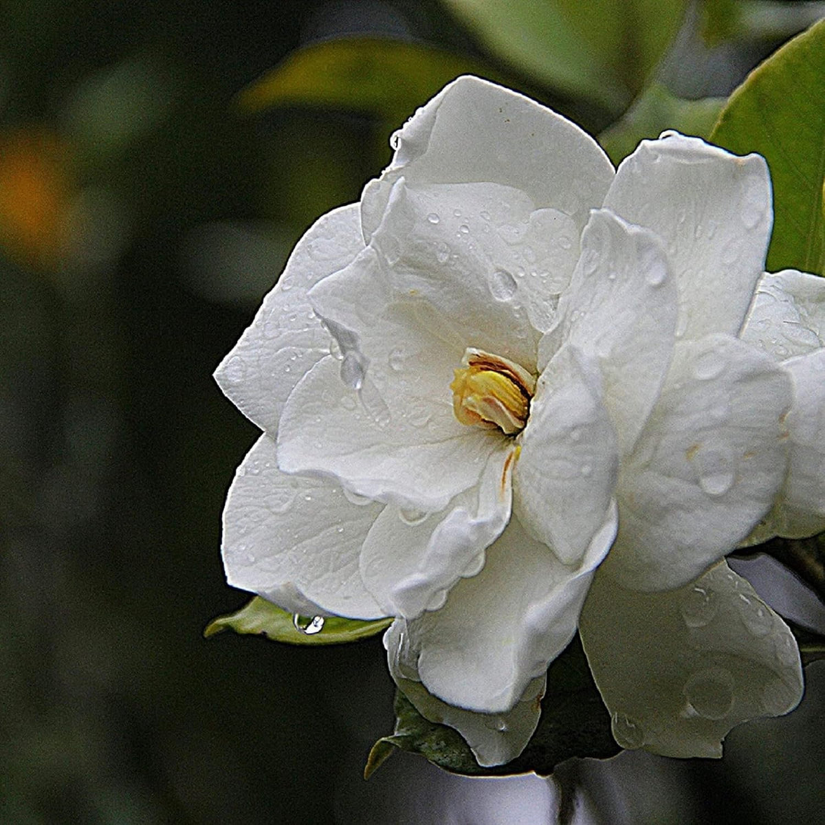 Large decorative gardenia candle for home décor