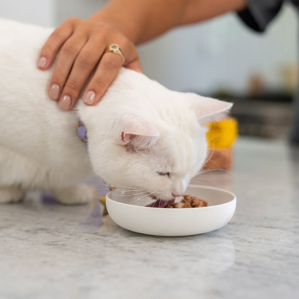 Wellness Good Kitty 3 oz wet cat food cans