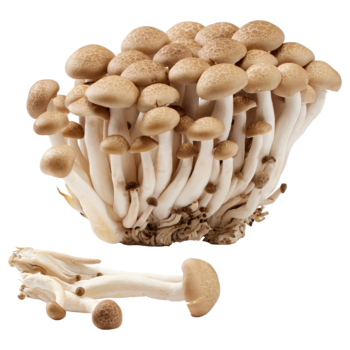 Fresh whole mushroom mix in 3 lb or 5 lb size