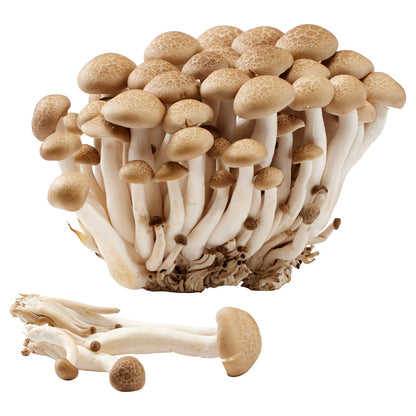 Fresh whole mushroom mix in 3 lb or 5 lb size
