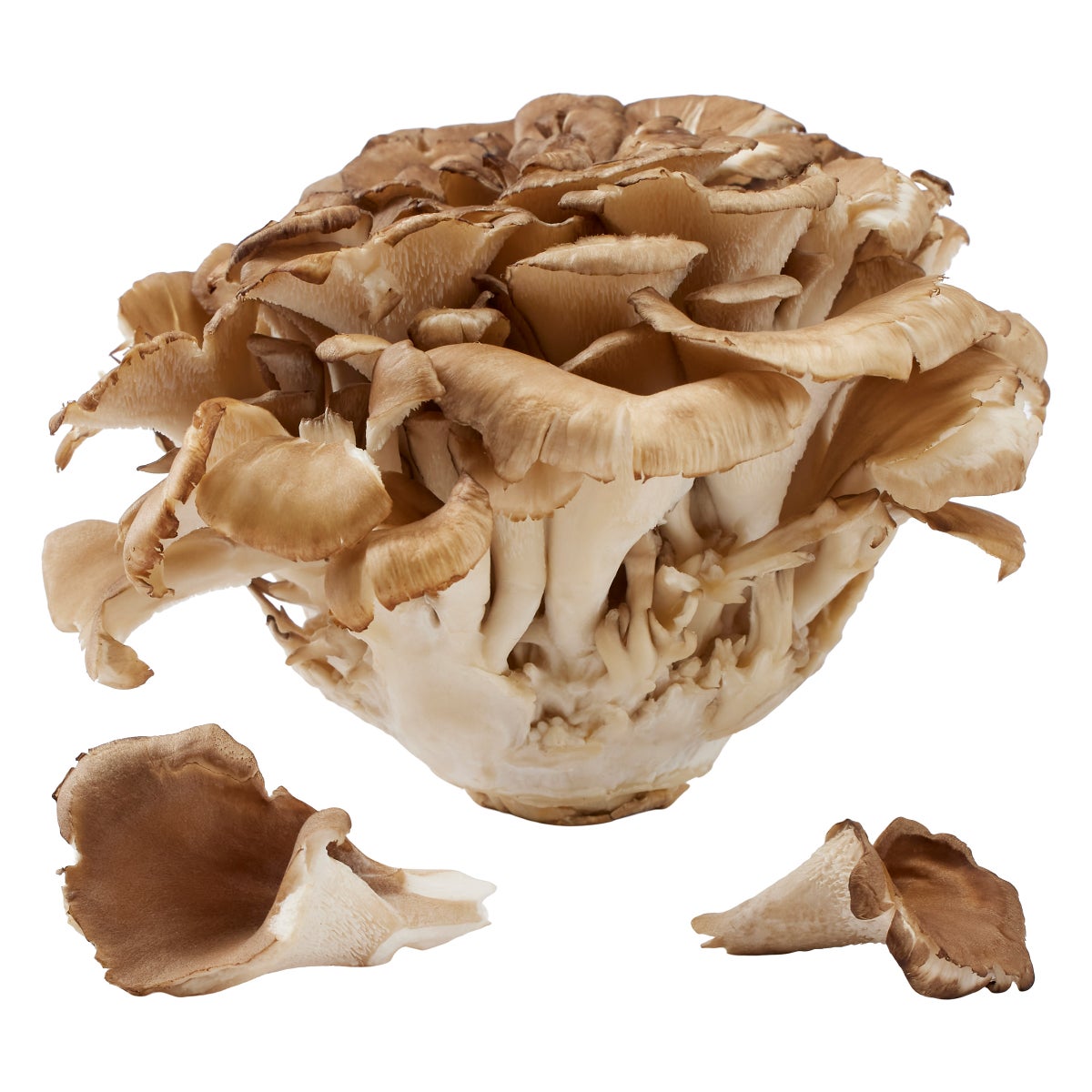 Premium cultivated mushrooms for cooking