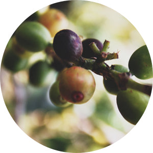 Visit the Kicking Horse Store — Kicking Horse Coffee, Decaf, Swiss Water Process, Dark Roast, Whole Bean, 10 Oz - Certified Organic, Fairtrade, Kosher Coffee - product image 35