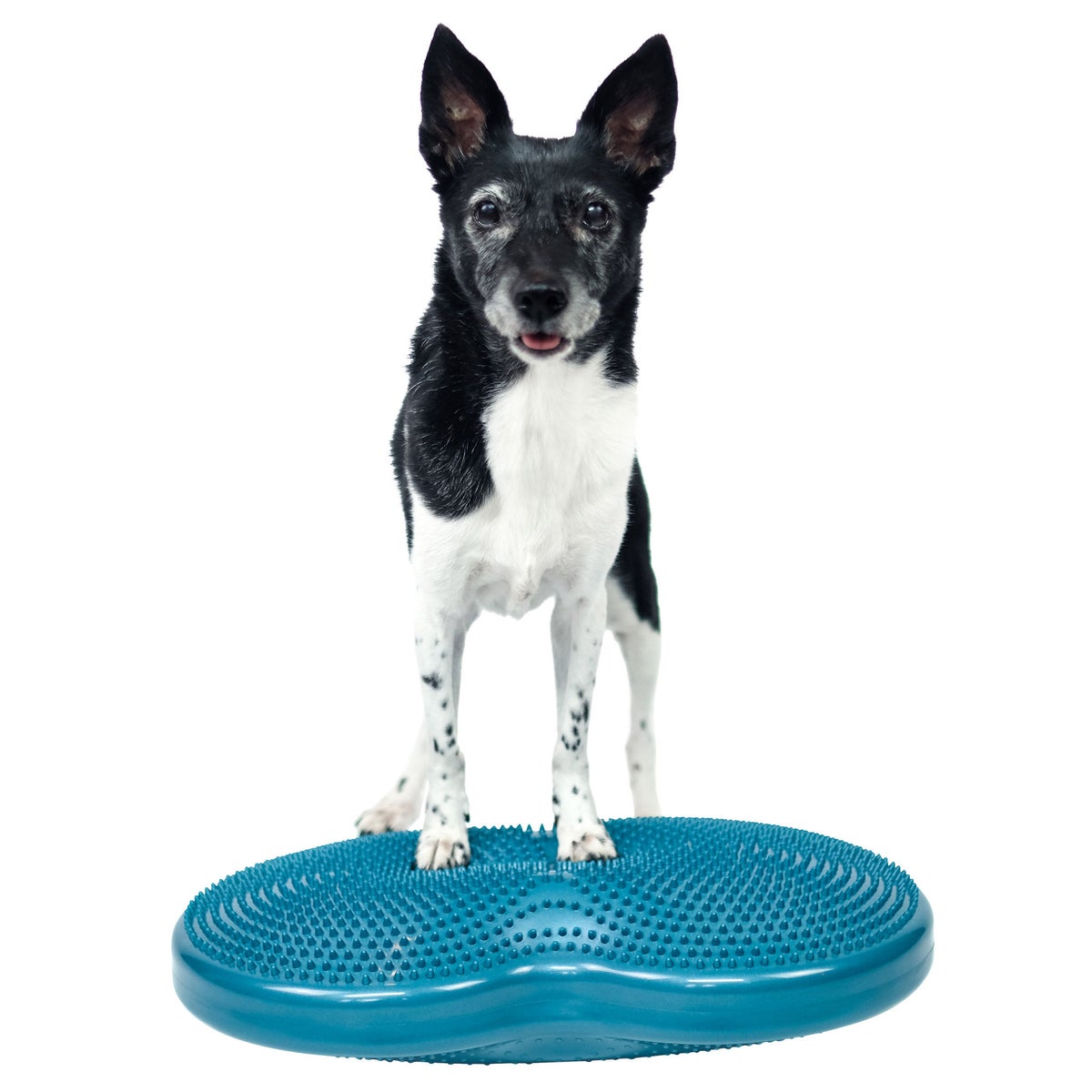 Inflatable FitPaws training equipment for dogs