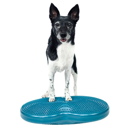 Inflatable FitPaws training equipment for dogs