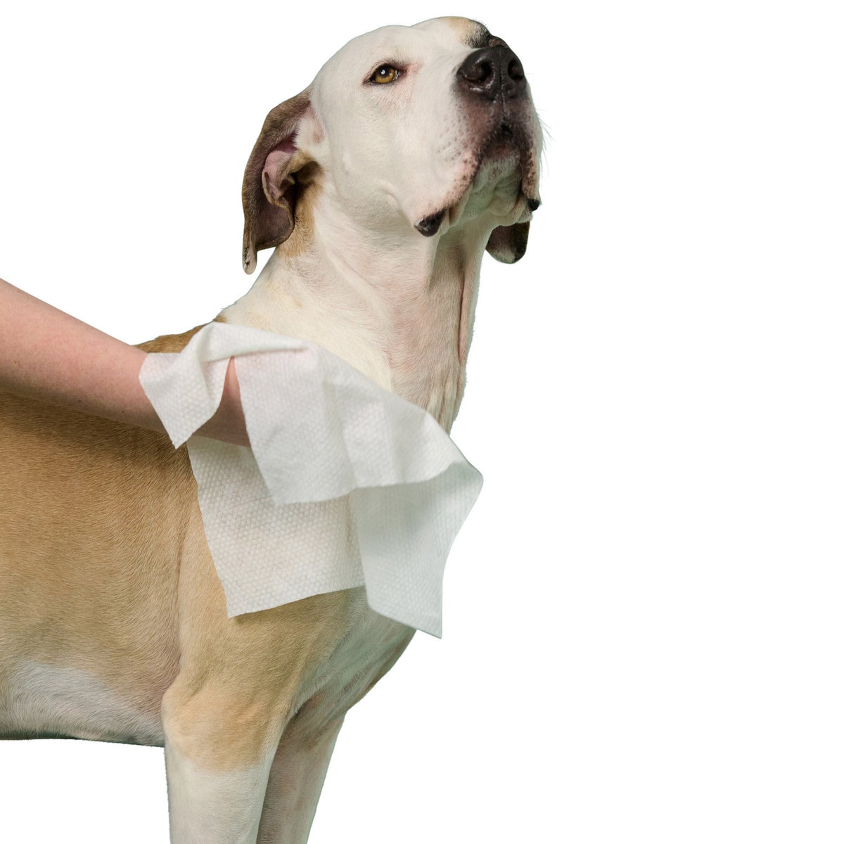 Thick durable pet wipes for everyday cleanup
