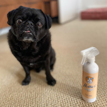Biodegradable non-toxic dog shampoo for quick cleaning