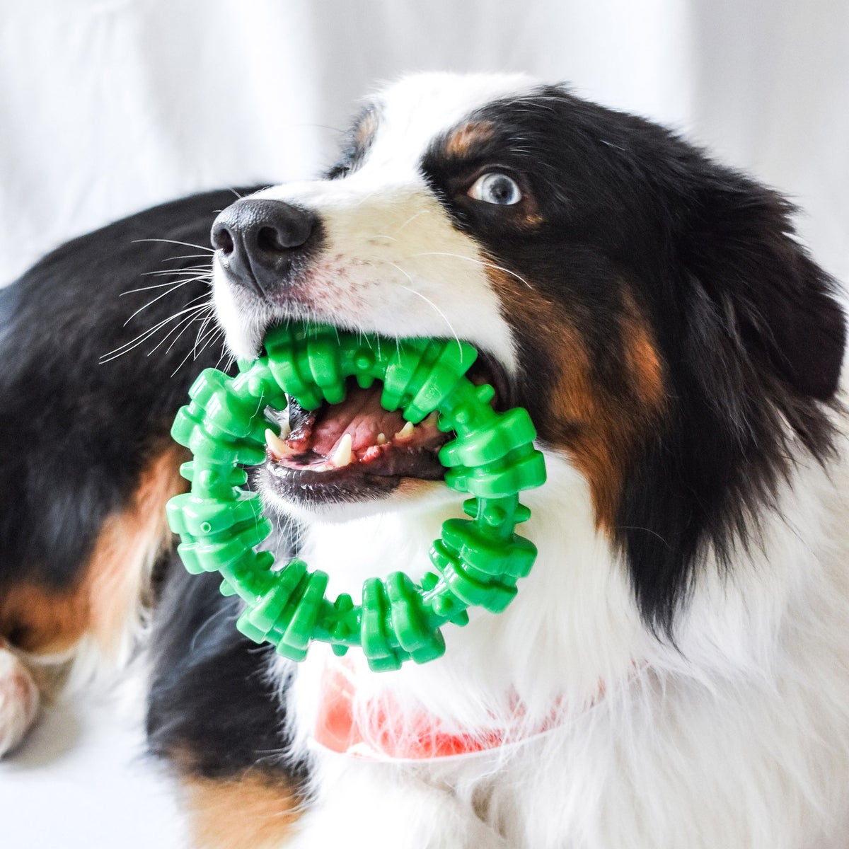 Textured Dental Bone chew toy for dogs