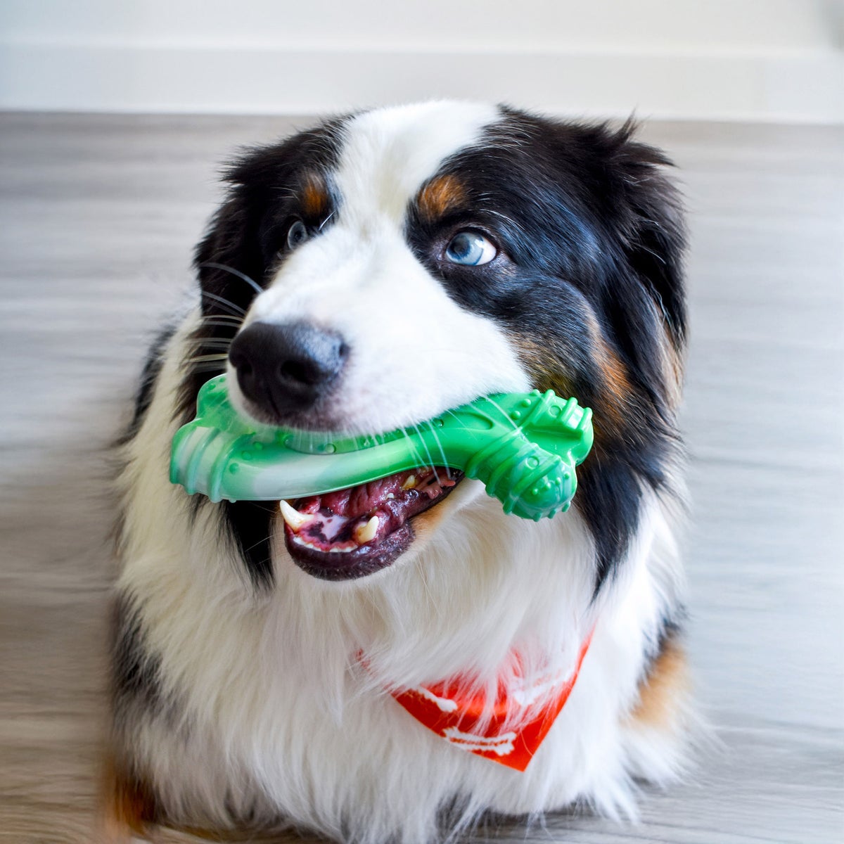 Wintergreen flavored ring bone dog chew
