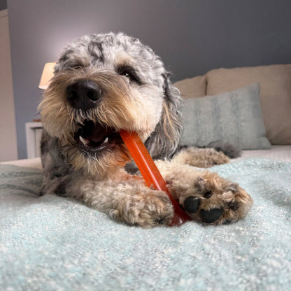 Freezable Nylabone dog toys for playtime