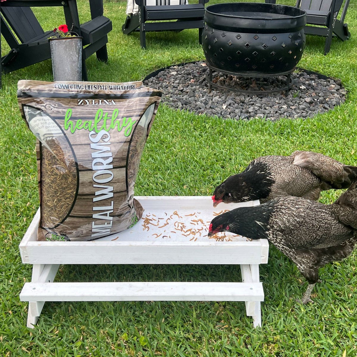 Bulk chicken mealworms for flock nutrition