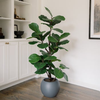 CGH Faux 5 foot slim fig tree with planter for indoor décor