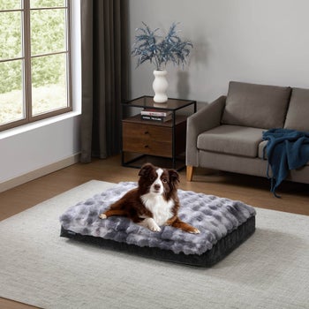 Green Tempur-Pedic dog bed with supportive foam base