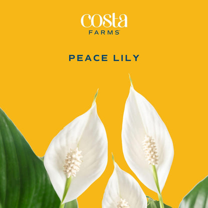 Indoor Peace Lily gift plant for room decor