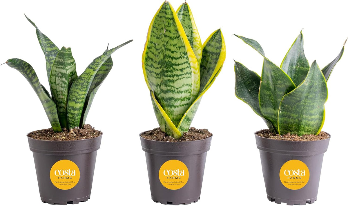 Live snake plant with upright variegated green leaves