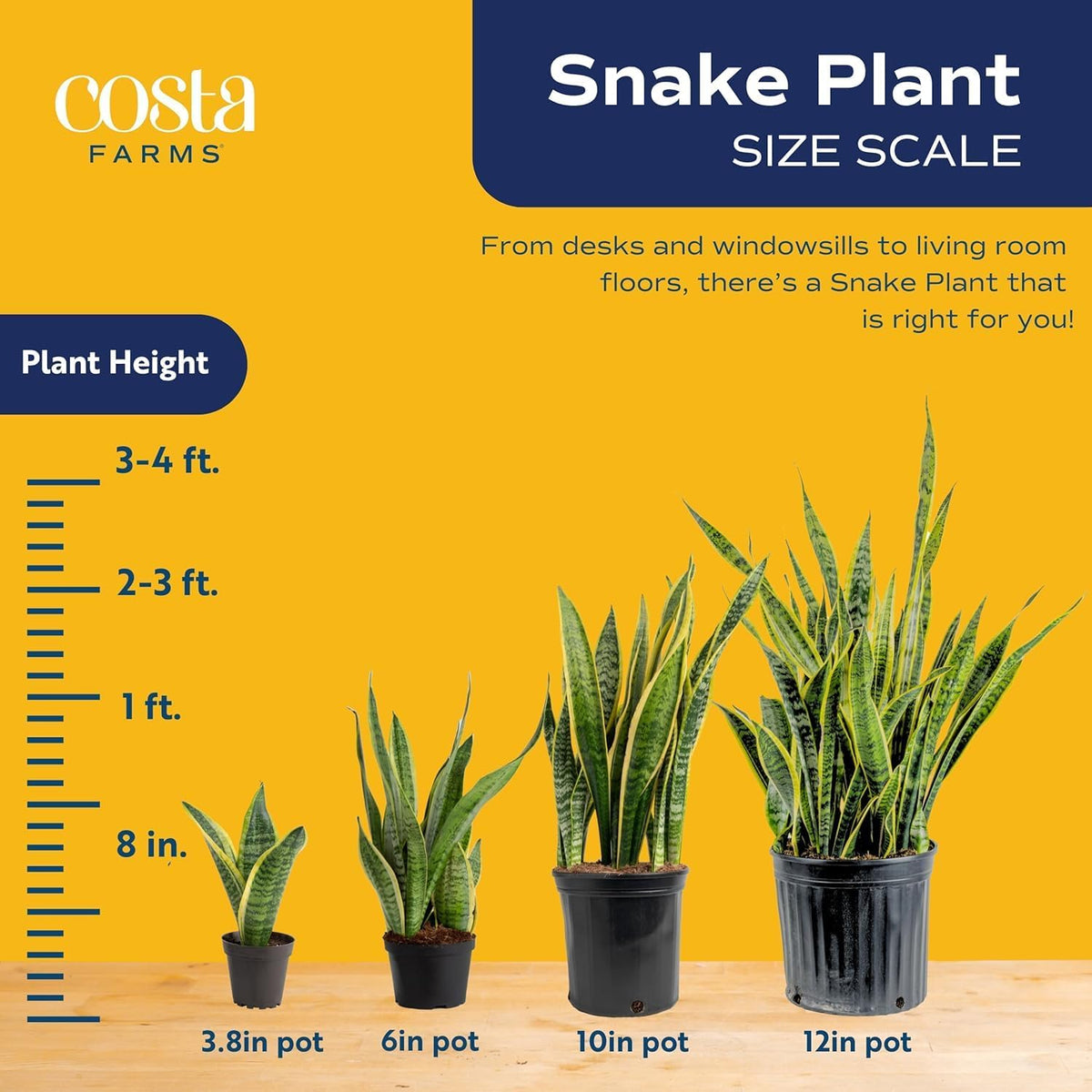 Three live indoor snake plants ready for display