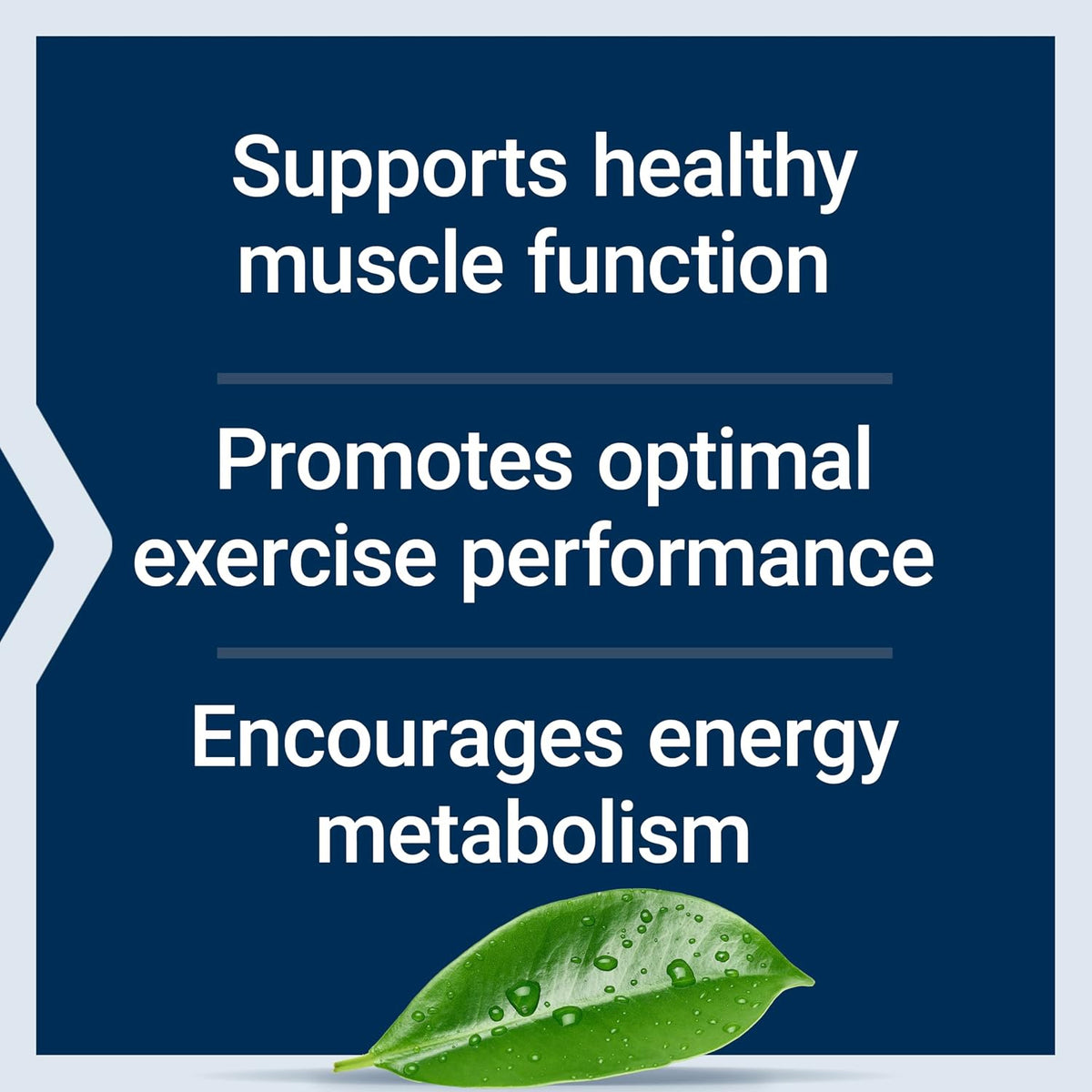 Life Extension muscle support creatine capsules