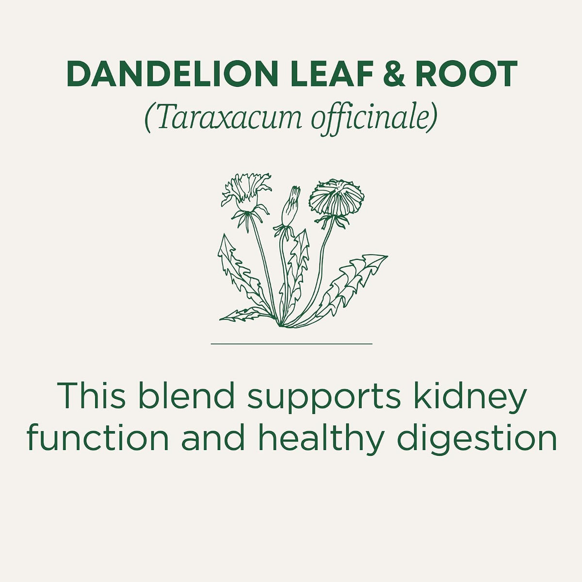 Kosher non-GMO dandelion leaf and root tea bags