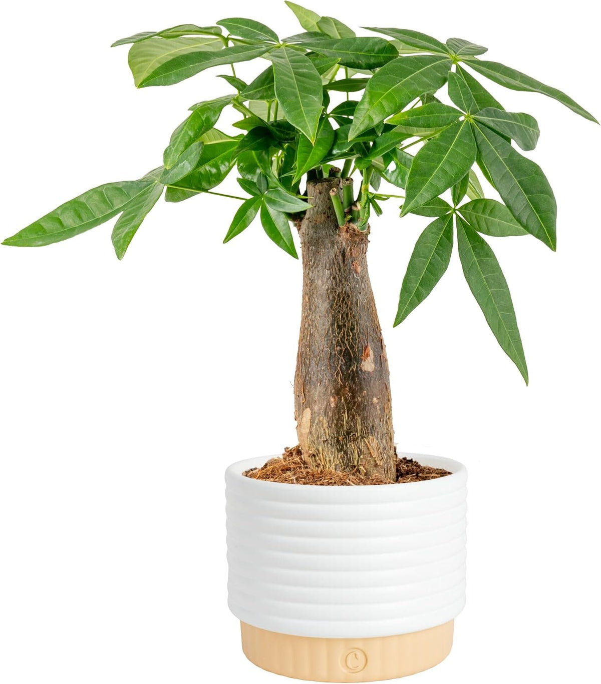 10 inch Costa Farms Money Tree houseplant