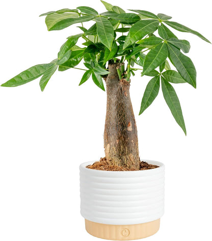 10 inch Costa Farms Money Tree houseplant