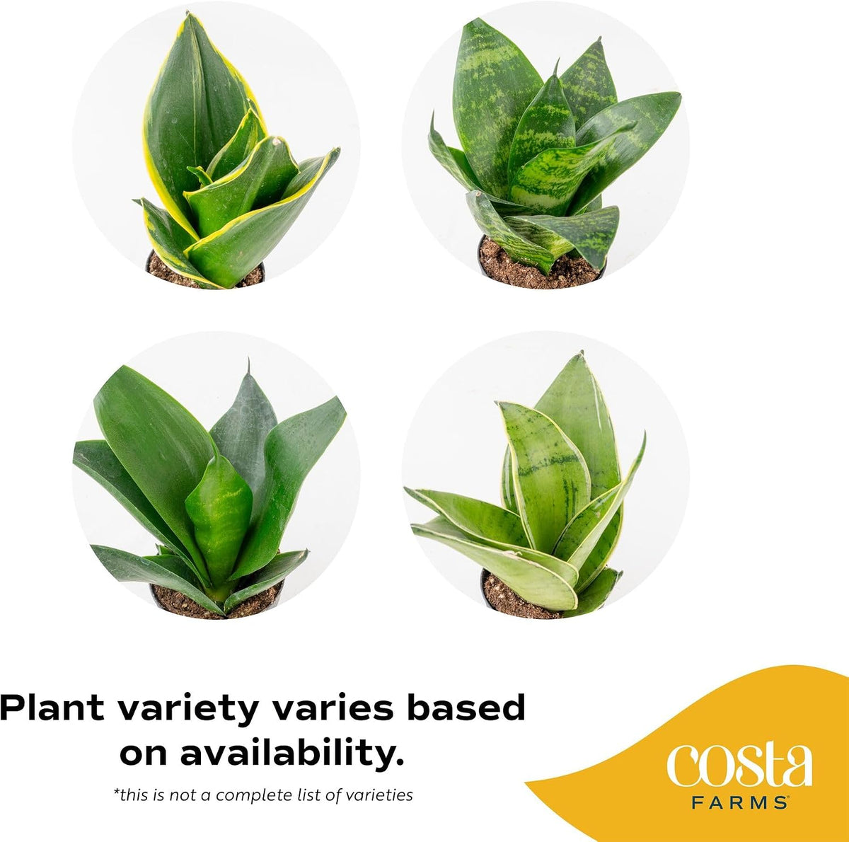 Costa Farms Sansevieria houseplant for office or bedroom