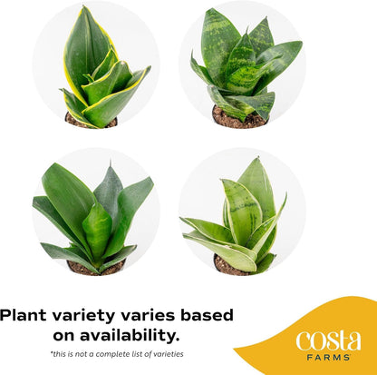 Costa Farms Sansevieria houseplant for office or bedroom