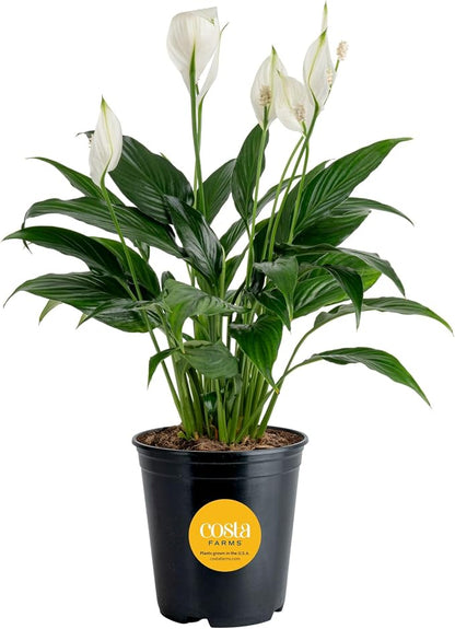 Costa Farms Peace Lily live indoor plant with white flowers