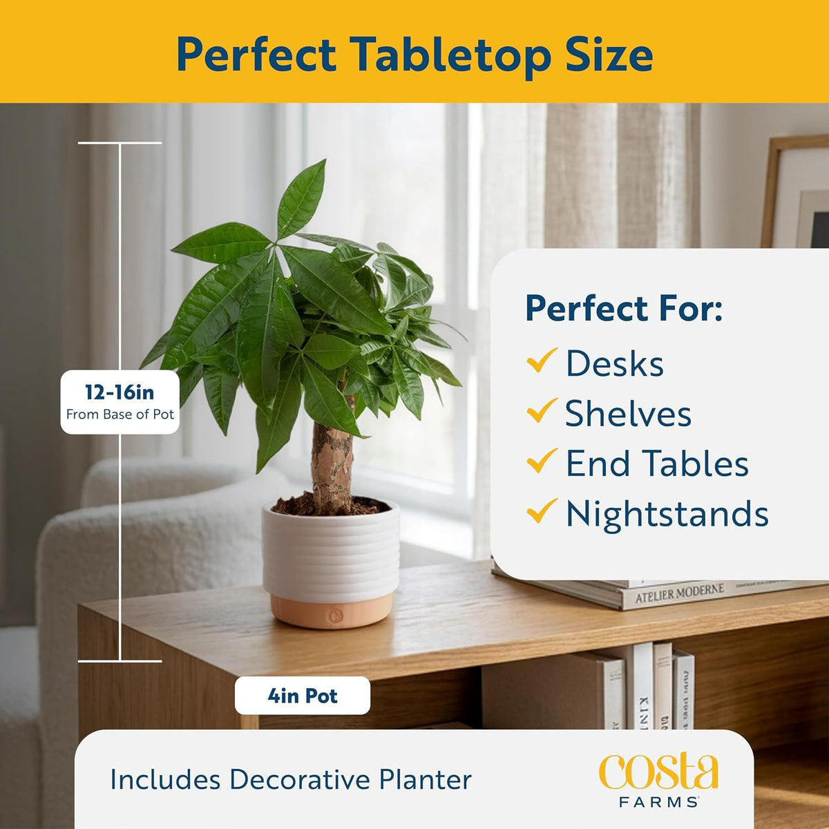 Easy care Money Tree plant for home décor
