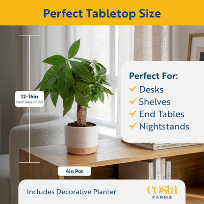Easy care Money Tree plant for home décor