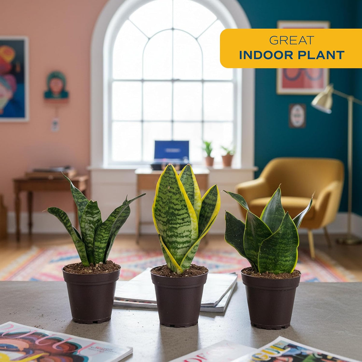 Easy care indoor snake plant for home decor