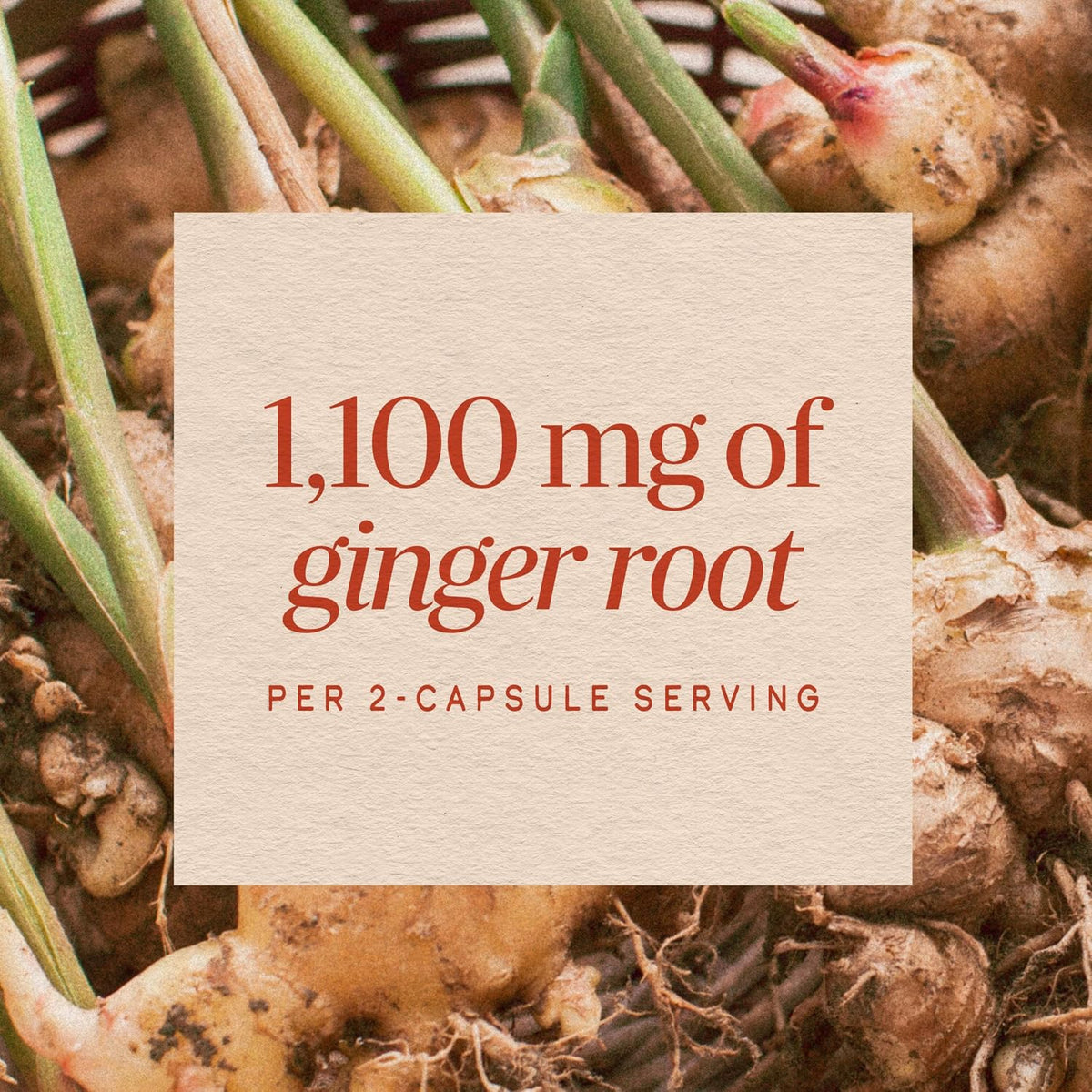 Nature's Way plant-based ginger root supplement bottle