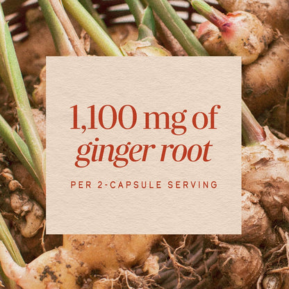 Nature's Way plant-based ginger root supplement bottle