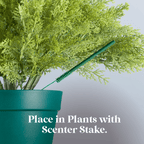 Scentsicles White Winter Fir tree fragrance sticks
