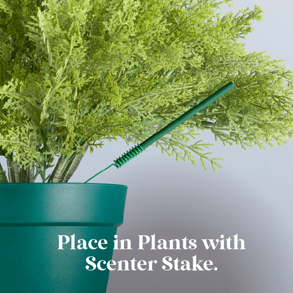 Scentsicles White Winter Fir tree fragrance sticks